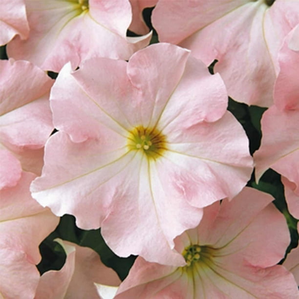 100 Seeds/pack Heirloom Pink Garden Petunia with Red Eye Flower Seeds,